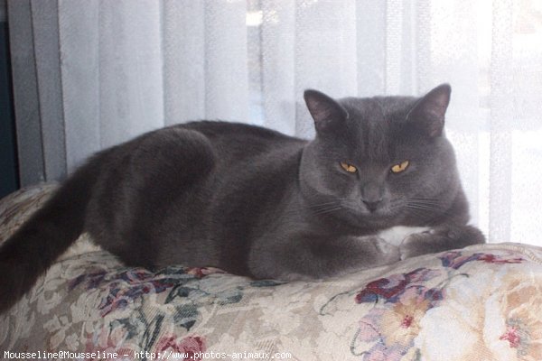 Photo de Chartreux