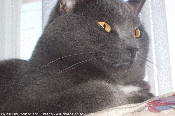 Photo de Chartreux