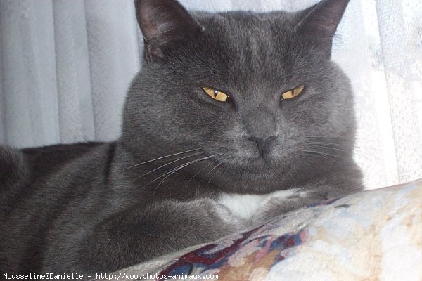 Photo de Chartreux