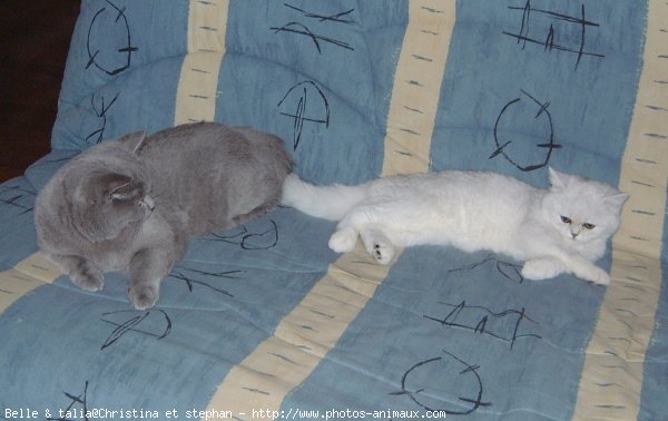 Photo de British shorthair