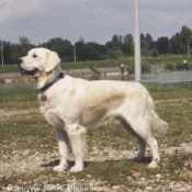 Photo de Golden retriever