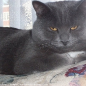 Photo de Chartreux