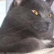 Photo de Chartreux