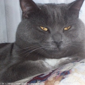 Photo de Chartreux