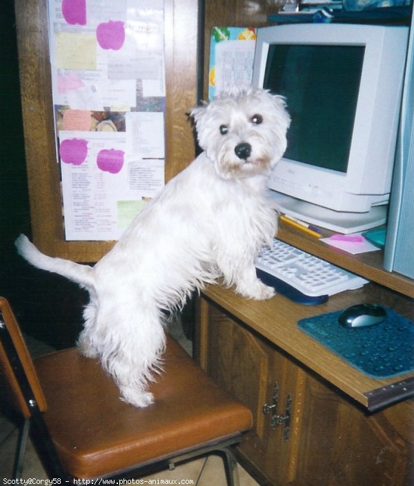 Photo de West highland white terrier