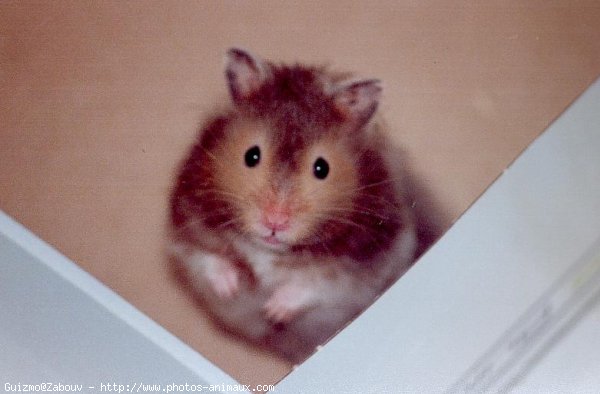 Photo de Hamster