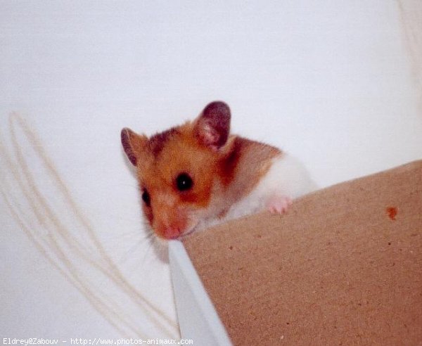 Photo de Hamster