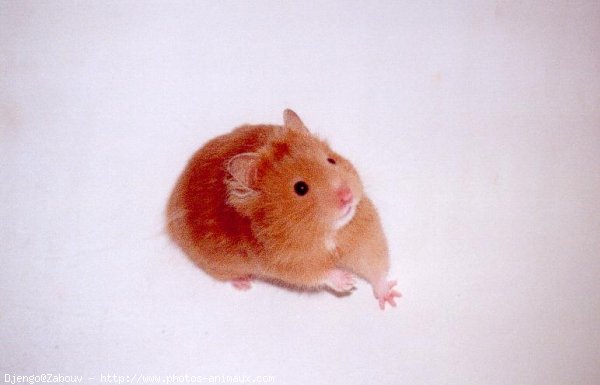 Photo de Hamster