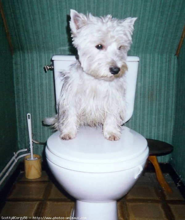 Photo de West highland white terrier