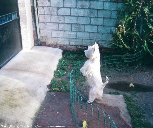 Photo de West highland white terrier