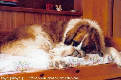 Photo de Saint-bernard poil long