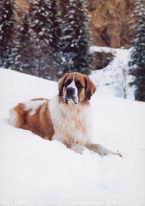 Photo de Saint-bernard poil long