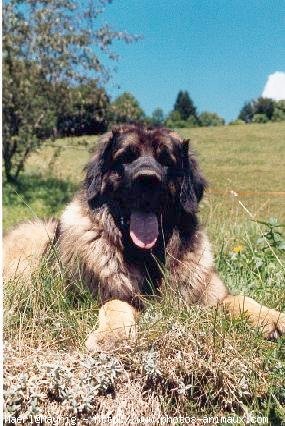 Photo de Leonberg