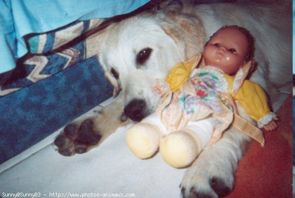 Photo de Golden retriever