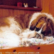 Photo de Saint-bernard poil long