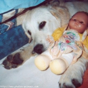 Photo de Golden retriever