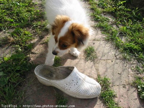 Photo d'Epagneul nain papillon