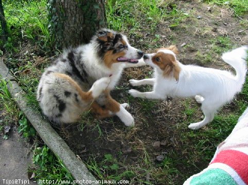 Photo d'Epagneul nain papillon