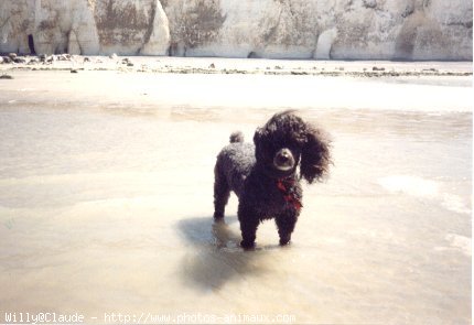 Photo de Caniche moyen