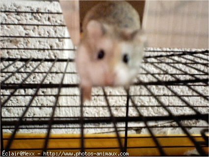 Photo de Hamster