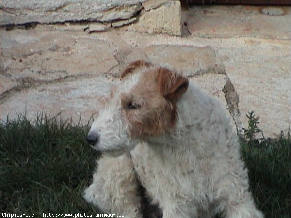 Photo de Fox terrier  poil dur