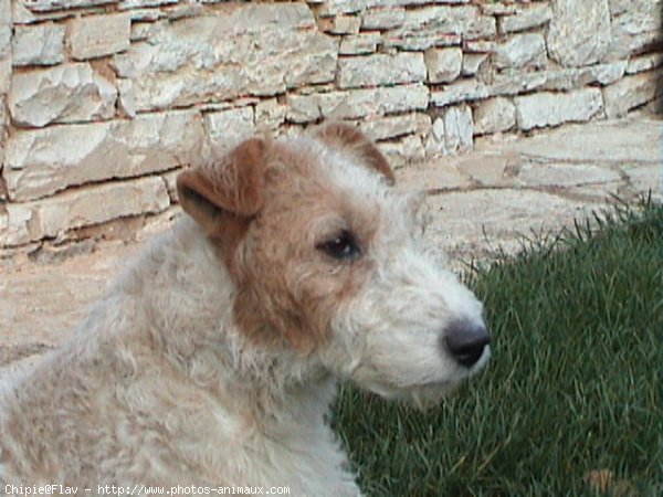 Photo de Fox terrier  poil dur