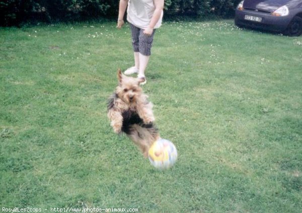 Photo de Yorkshire terrier