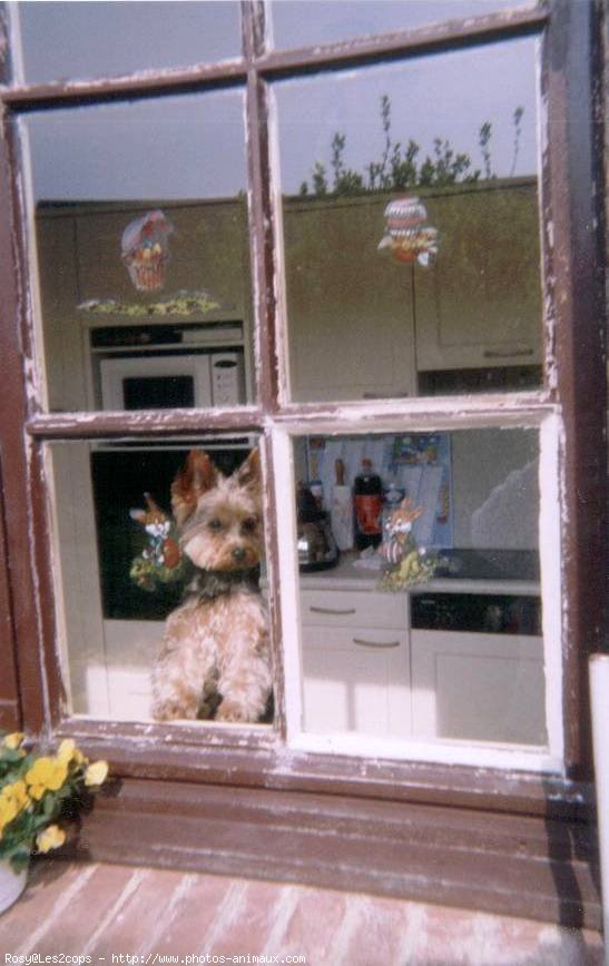 Photo de Yorkshire terrier