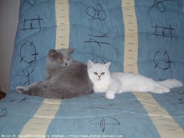 Photo de British shorthair