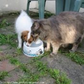 Photo d'Epagneul nain papillon