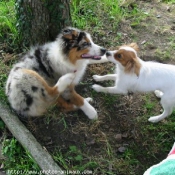 Photo d'Epagneul nain papillon