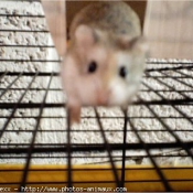 Photo de Hamster