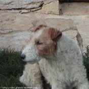 Photo de Fox terrier  poil dur