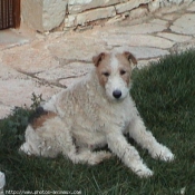 Photo de Fox terrier  poil dur