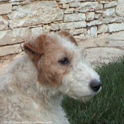 Photo de Fox terrier  poil dur