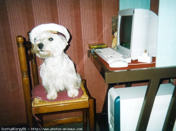 Photo de West highland white terrier