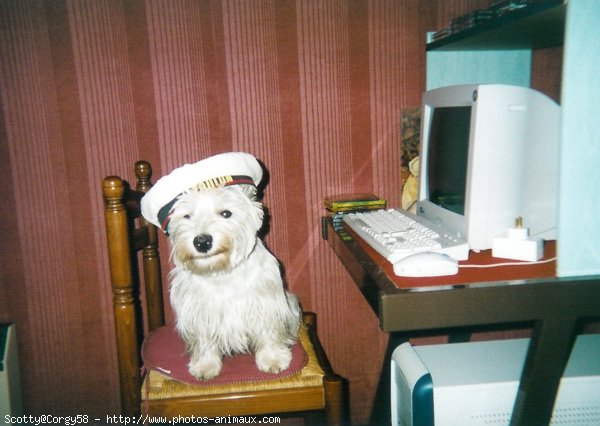 Photo de West highland white terrier