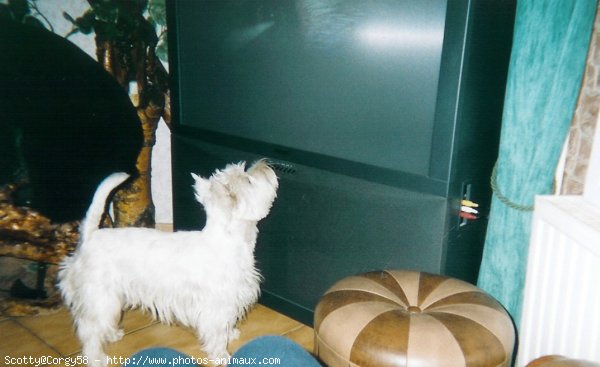 Photo de West highland white terrier