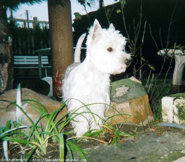 Photo de West highland white terrier