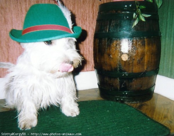 Photo de West highland white terrier