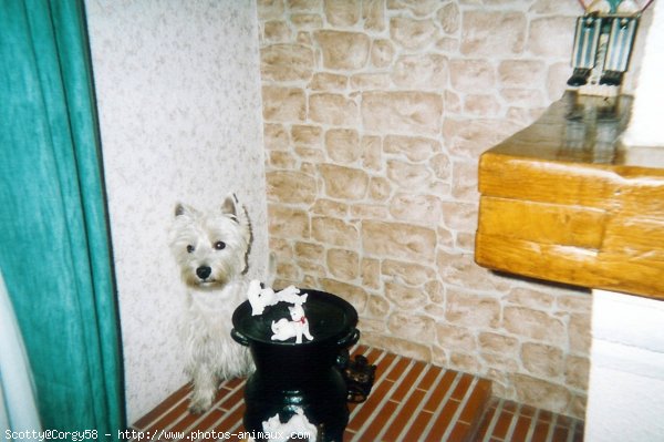 Photo de West highland white terrier