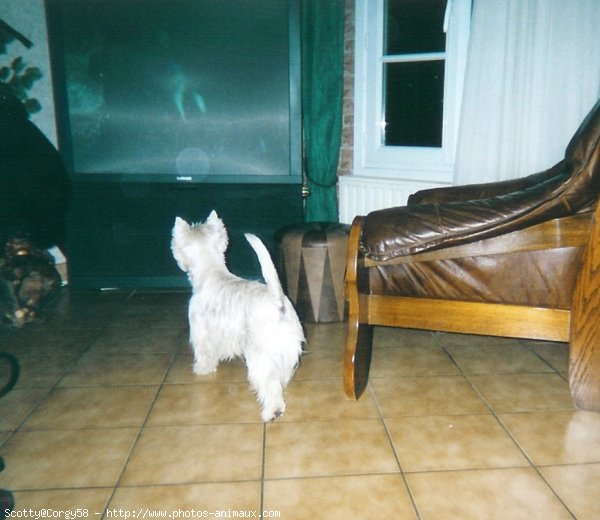 Photo de West highland white terrier