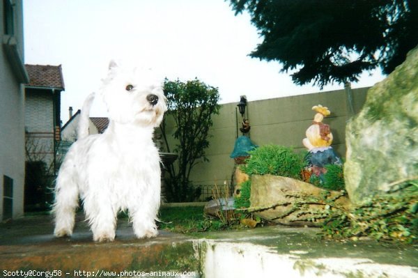 Photo de West highland white terrier