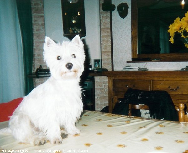 Photo de West highland white terrier