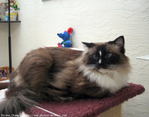 Photo de Ragdoll