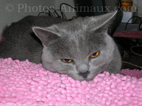 Photo de Chartreux