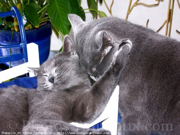 Photo de Chartreux