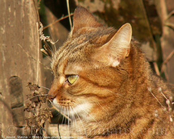 Photo de Chat domestique