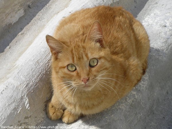 Photo de Chat domestique