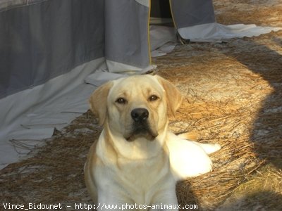 Photo de Labrador retriever